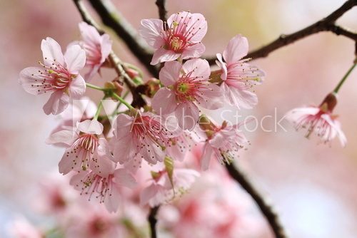 close up detail pink sakura