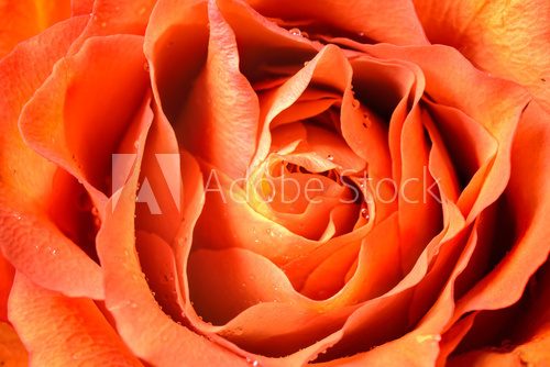 Close up of rose petals