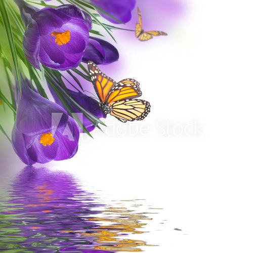 Spring crocuses with butterfly, floral background