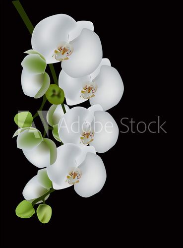 white orchid blossom isolated on black