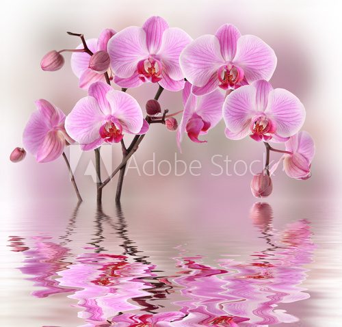 Pink orchids with water reflexion