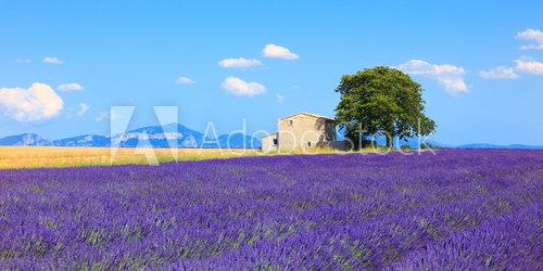 Lavender flowers blooming field, house and tree. Provence, Franc