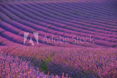 Lavendelfeld - lavender field 04
