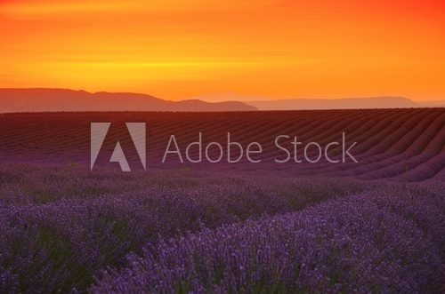 Lavendelfeld Sonnenuntergang - lavender field sunset 03