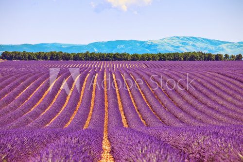 Lavender flower blooming fields and trees row. Valensole, Proven