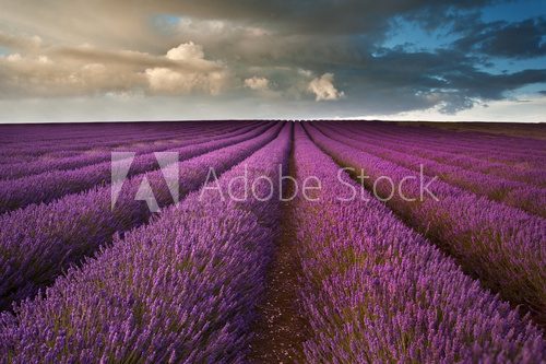 Beautiful lavender field landscape with dramatic sky