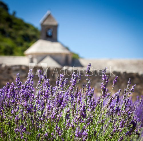 Abbaye de Sénanque with lavender field, Provence, France