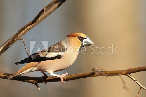 Grosbeak on a branch in the forest