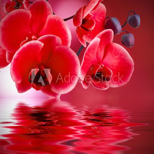 orquídeas rojas con fondo y agua