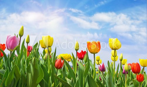 Happy Easter: Tulip field with blue sky :)