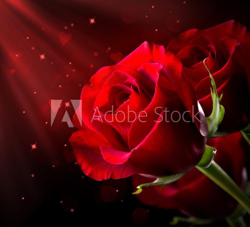 Red Rose Flower isolated on Black. St. Valentine's Day