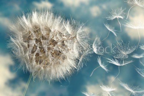 Dandelion Loosing Seeds in the Wind