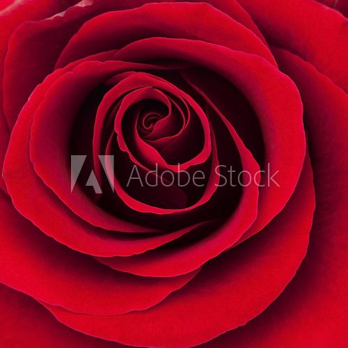 passionate rose