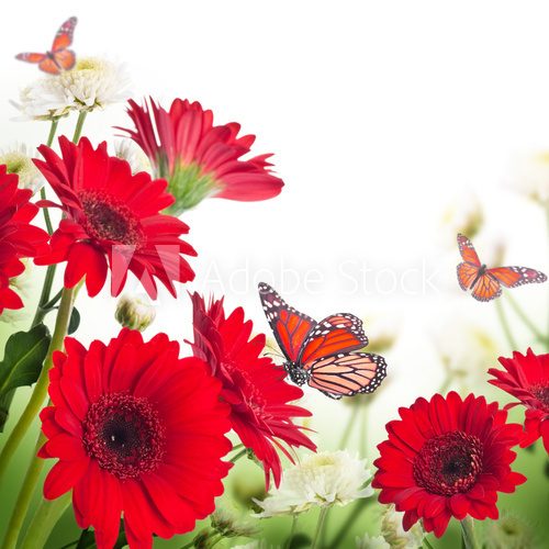 Multi-colored gerbera daisies and butterfly