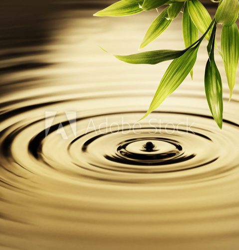 Fresh bamboo leaves over water