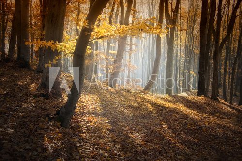 colorful forest in autumn with sun rays