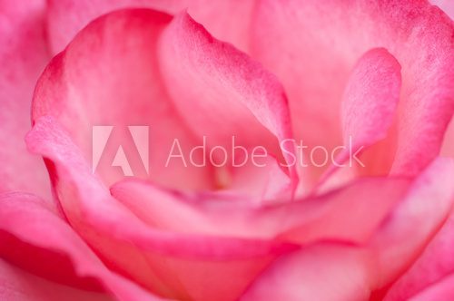 Pink rose macro close up