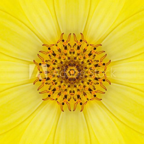 Yellow Concentric Flower Center. Mandala Kaleidoscopic design