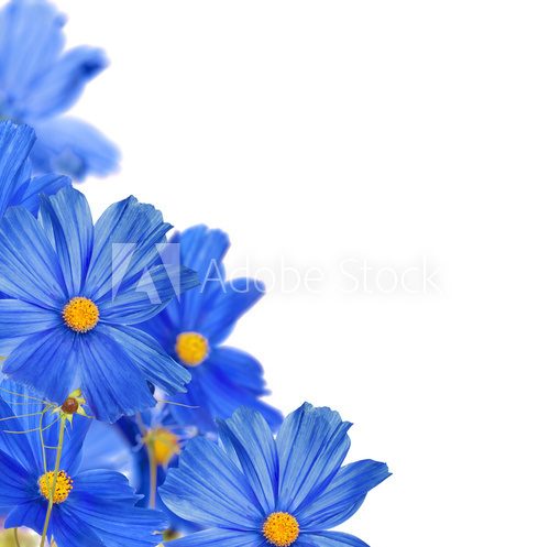 large blue flowers corner on white