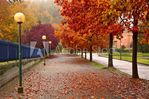 Autumnal trees along sidewalk in Alba, Italy.
