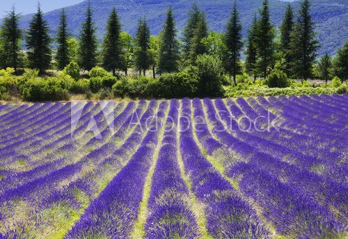 Lavender flower blooming.SUmmer background.Provence,France.