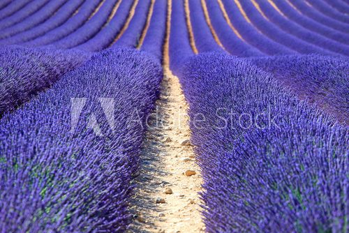 Lavender flower blooming fields as pattern or texture. Provence,