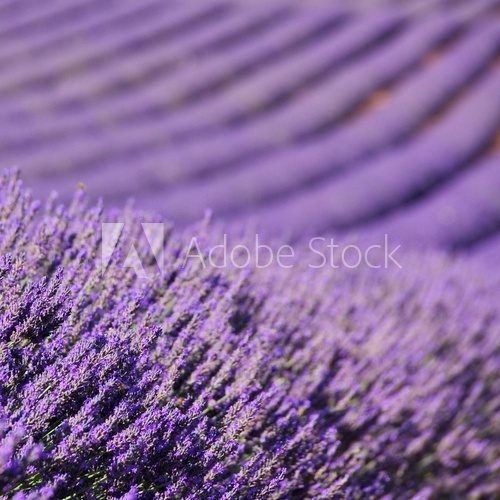 Lavendelfeld - lavender field 70