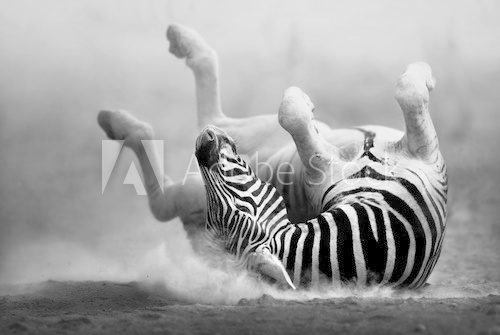 Zebra rolling in the dust