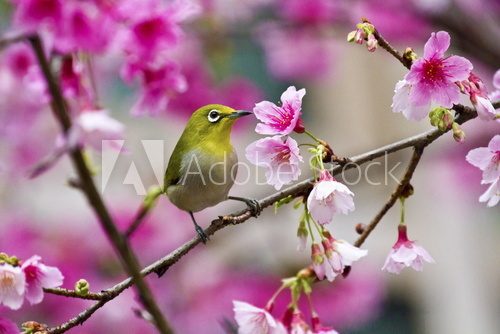 Japanese White-eye with pink cherry blossoms