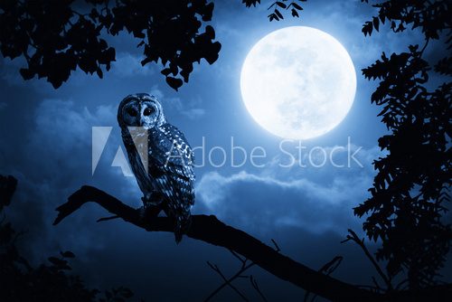 Owl Illuminated By Full Moon On Halloween Night