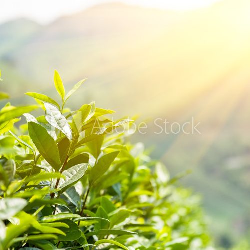 Green tea bud and leaves