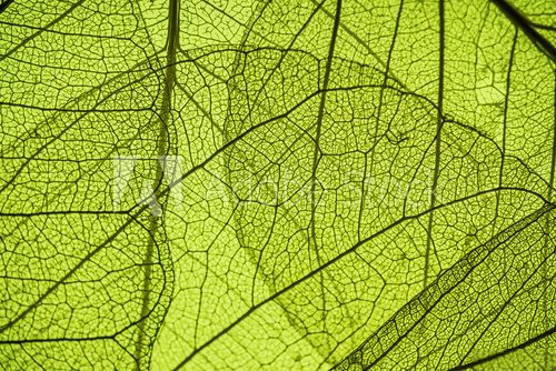 green leaf texture - in detail