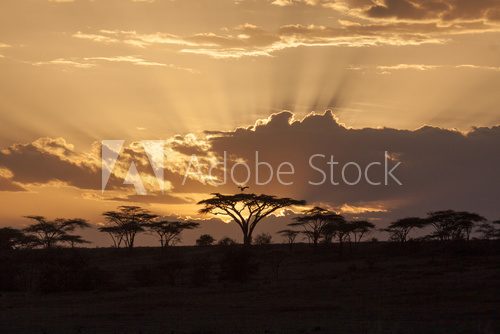 African sunset with acacia and bird