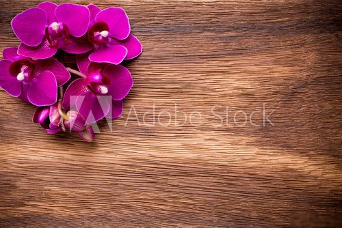 Orchid background.
