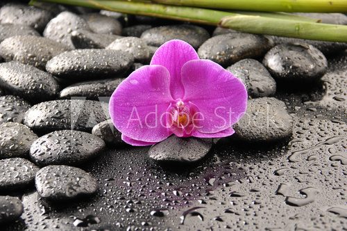 Pink orchid and stones with bamboo stem on water drops