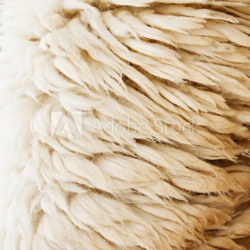 sheep fur texture background closeup macro shot