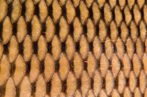Texture of wild carp skin