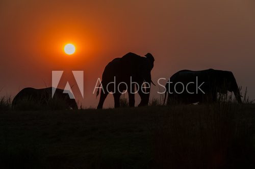 Evening Elephants