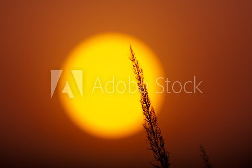 sunset in steppe