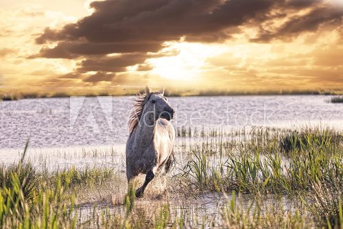 gray horse runs on water against a sunset