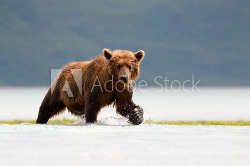Grizzly Bear fishing in coastal waters