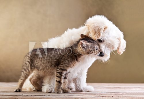 Friends - dog and cat together
