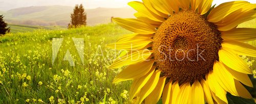 landscape with sunflowers in Tuscany, Italy