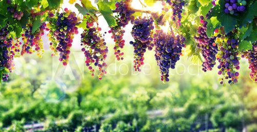 Viticulture The Sun That Ripens The Grapes
