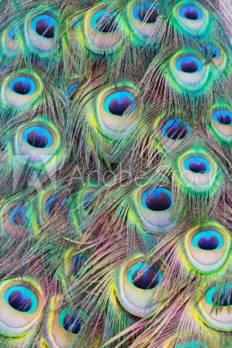 Close=up of Peackock Feathers for home or office poster