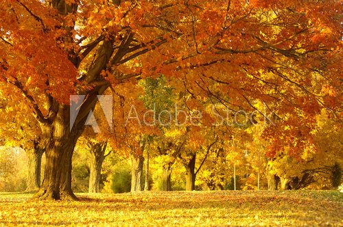 autumn scene