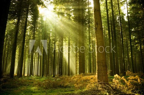 Pine forest with the last of the sun shining through the trees.