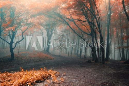 trees with red leafs in a forest with fog
