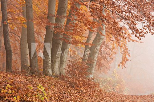 Herbstwald im Nebel, Nationalpark Jasmund auf Rügen