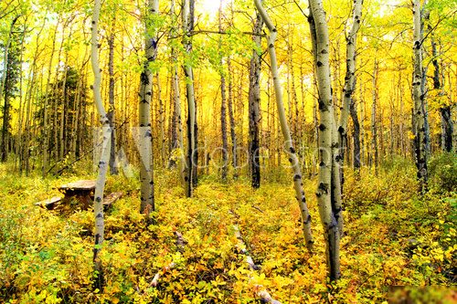 Vibrant colors of an alpine aspen forest in the Canadian Rockies